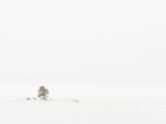 Lone Tree In Snow