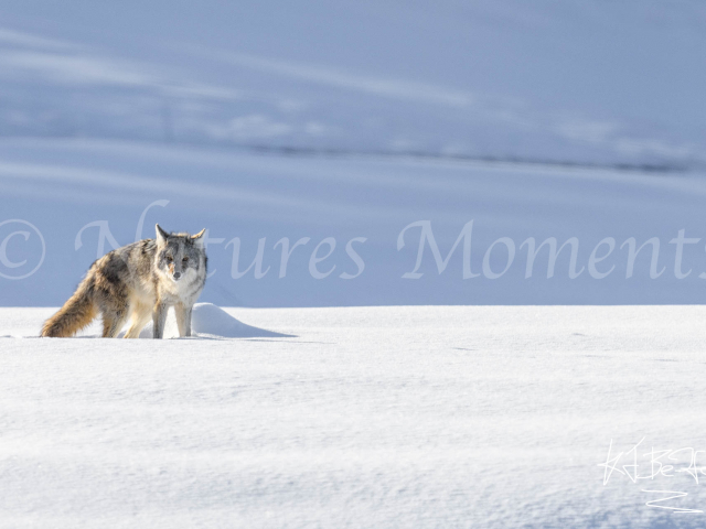 Coyote - Assessing the Situation