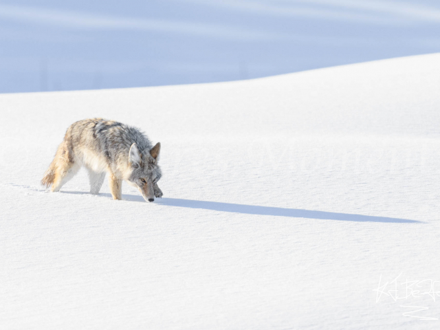Coyote - Hunter