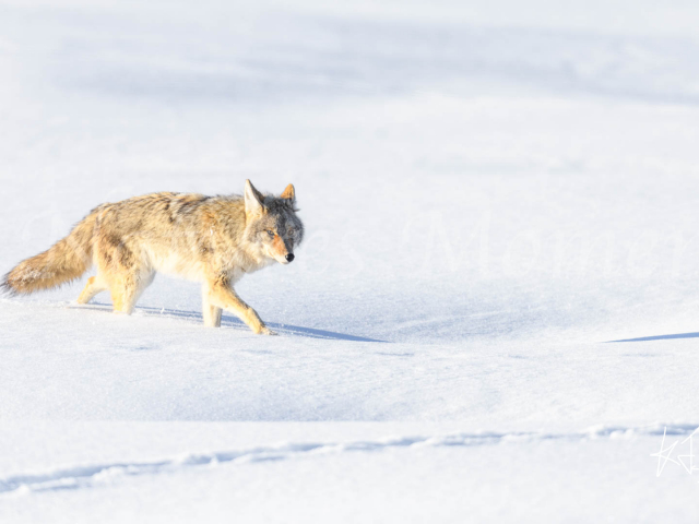 Coyote - Following the Trail