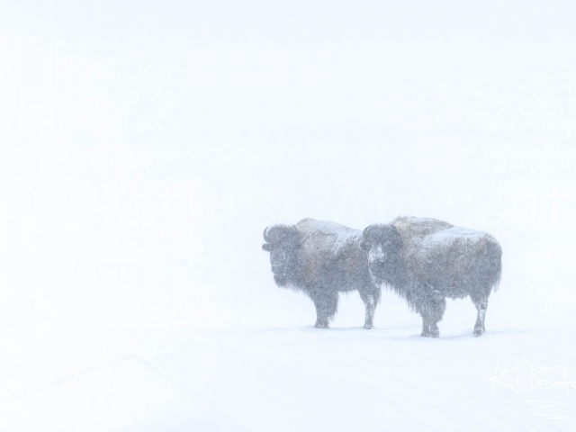 Bison - Lonely Couple