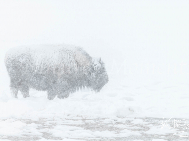 Bison - Cold Mist