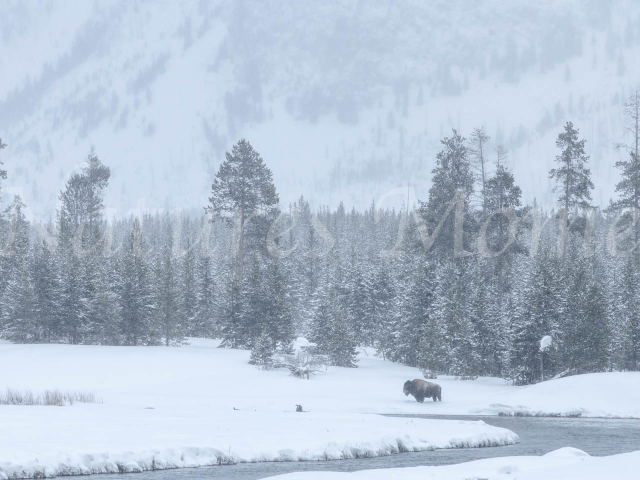 Bison at Madison River Overlook