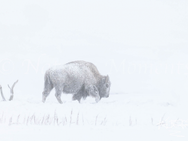 Bison - Scraping the Ground