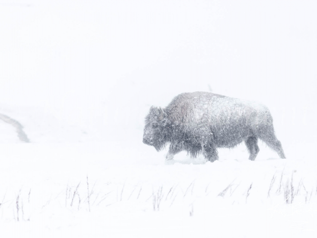 Bison - In the Blizzard