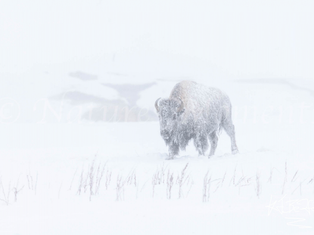 Bison - Frozen Coat