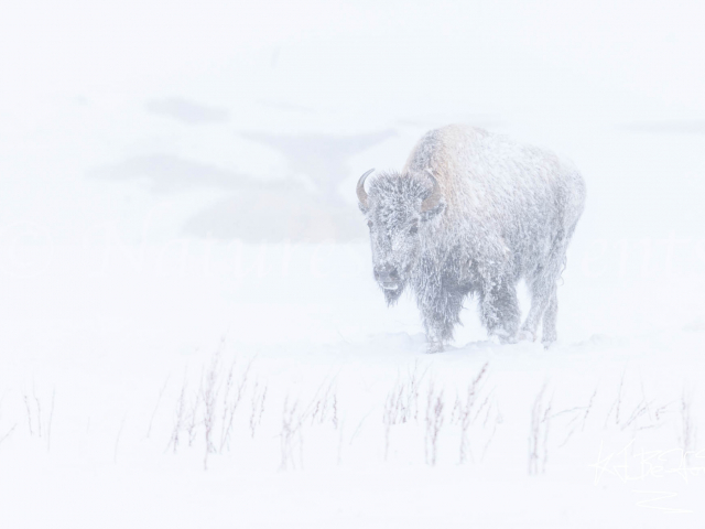 Bison - Frozen Fur
