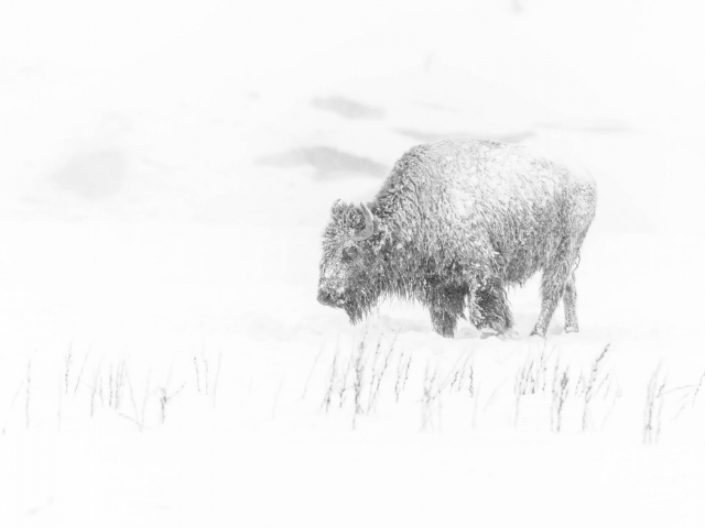 Bison - Monochrome Bison - Monochrome