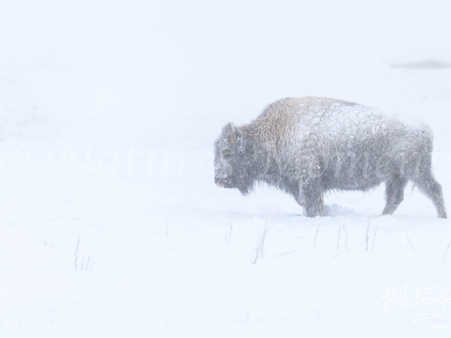 Bison - Ice Coat Bison - Ice Coat