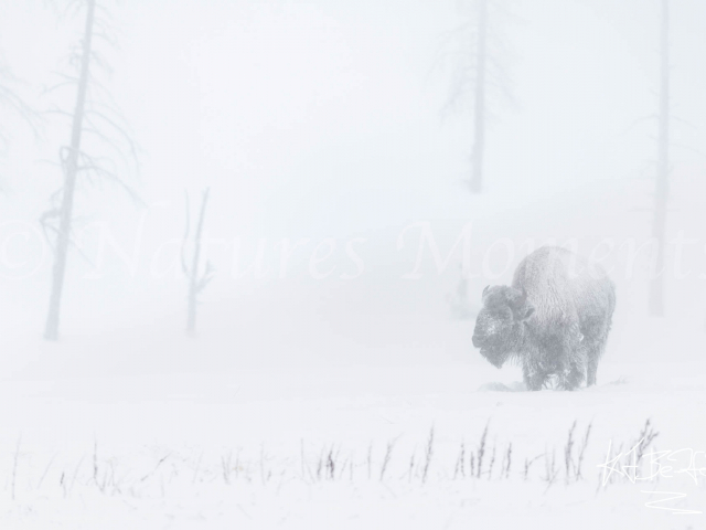 Bison - In Amongst the Trees Bison - In Amongst the Trees
