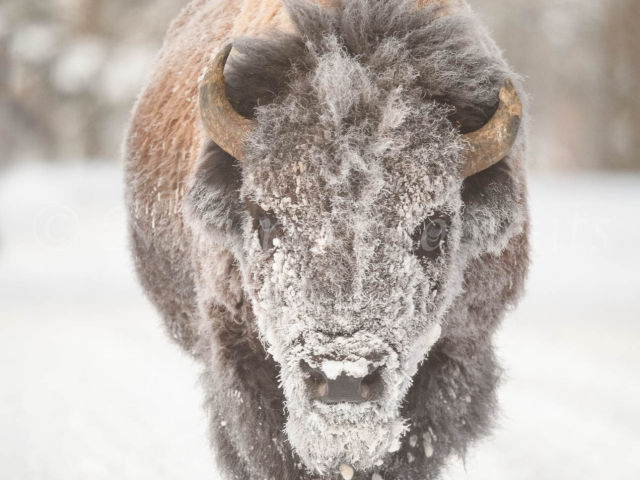 Bison - Snow Make-up Bison - Snow Make-up