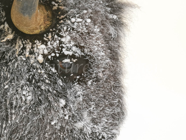 Bison - Side Portrait Bison - Side Portrait