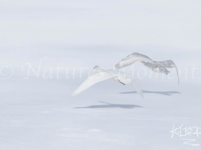 Trumpeter Swan - Take Off Trumpeter Swan - Take Off