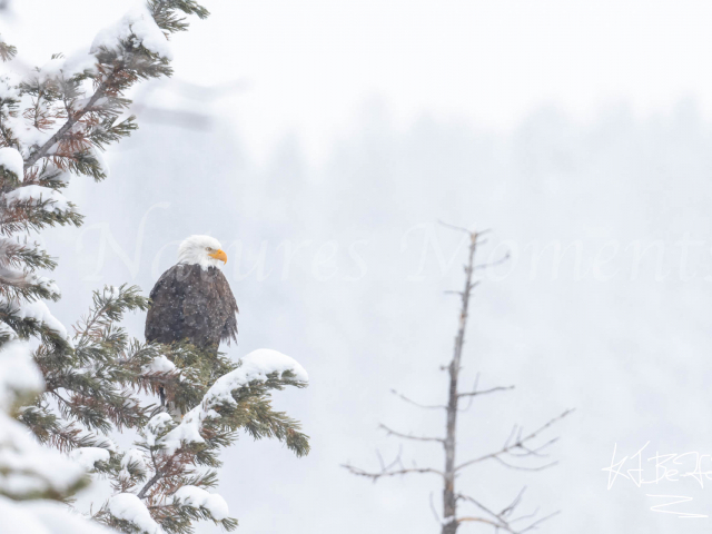 Hayden Valley - Bald Eagle in Tree Hayden Valley - Bald Eagle in Tree
