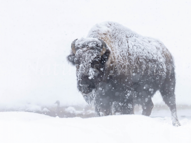 Bison - Too Close for Comfort Bison - Too Close for Comfort