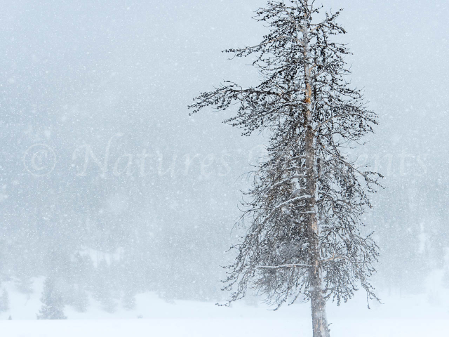 Lone Tree at Lower Geyser Basin Lone Tree at Lower Geyser Basin