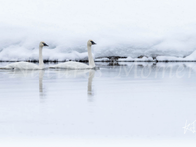 Trumpeter Swan - Cold River Trumpeter Swan - Cold River