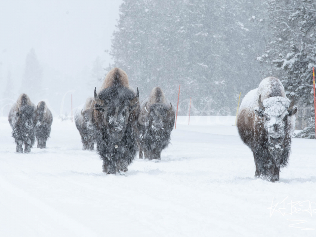 Bison - Walking the Road Bison - Walking the Road