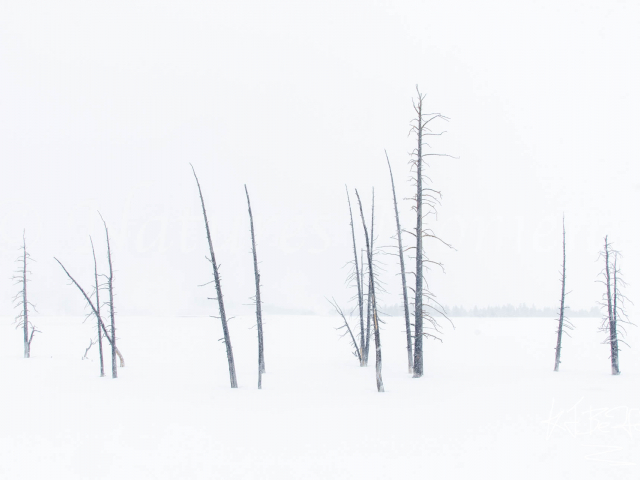 Aspen Whiteout Aspen Whiteout