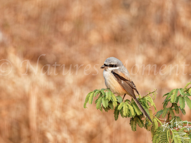 Grey-Backed Fiscal Shrike - Jhalana Safari Park