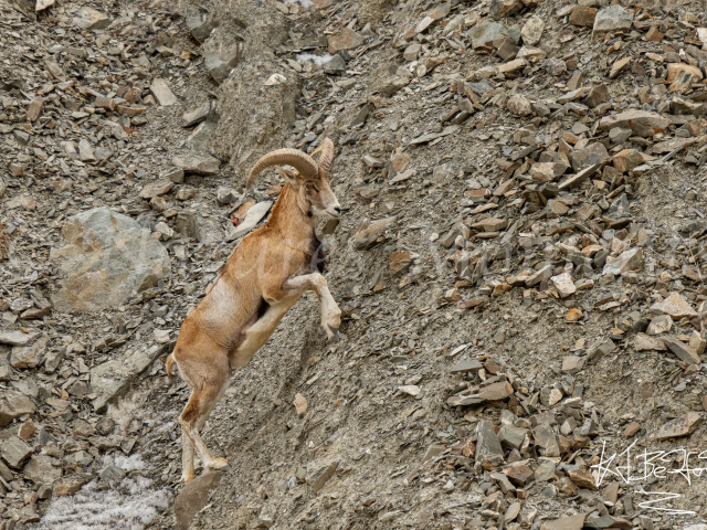 Asiatic Ibex - Precarious Journey