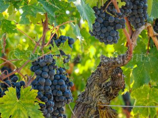 Grapes Ready to Harvest Grapes Ready to Harvest