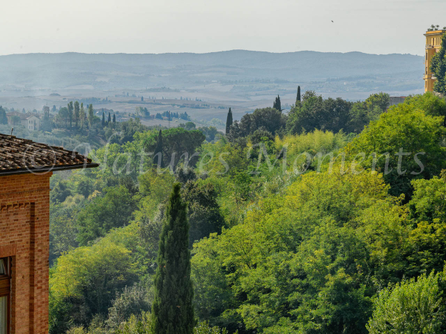 Via Salicotto Landscape