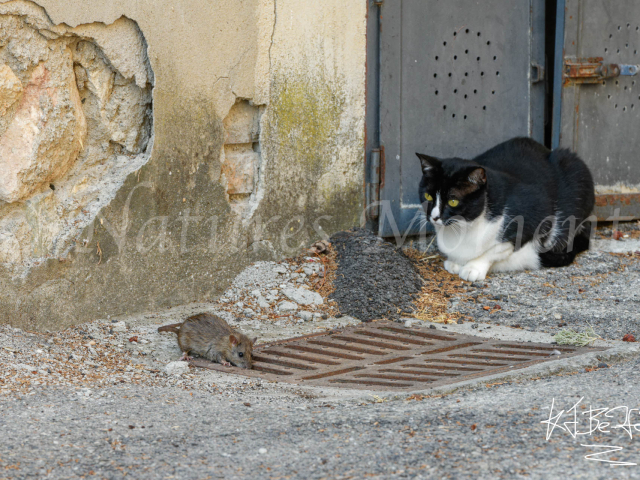 Cat and Mouse