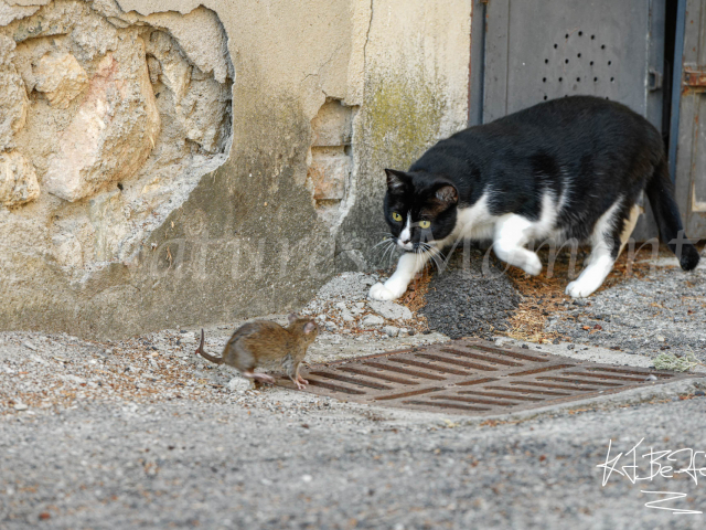 Startled Mouse