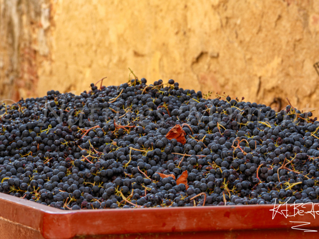 Grapes for Harvest