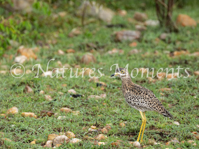 Yellow-legged Thick-knee