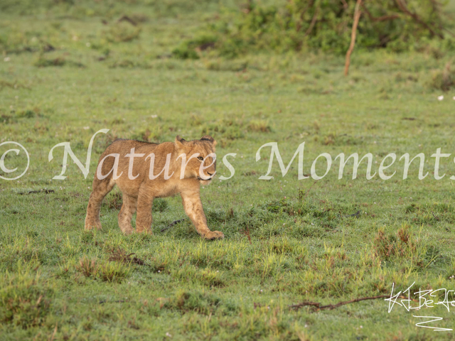 African Lion - Walk on the Wild Side