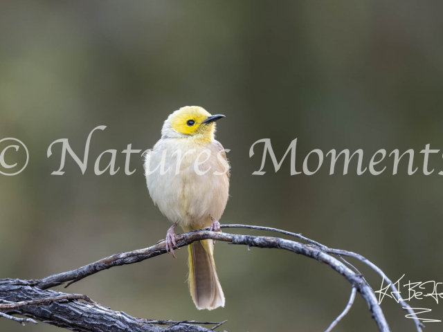 White-plumed Honeyeater