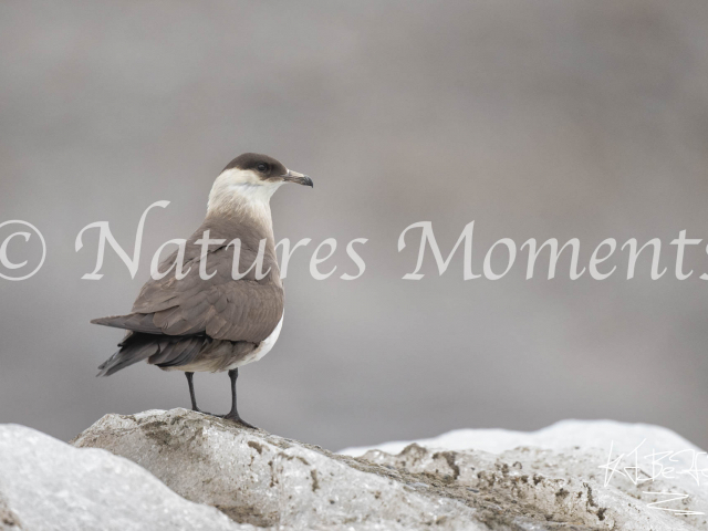 Skua at Kongsfjord, Svalbard