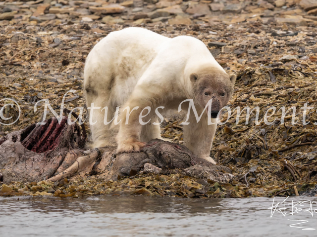 Dirty Face Polar Bear, Lagoya, Svalbard