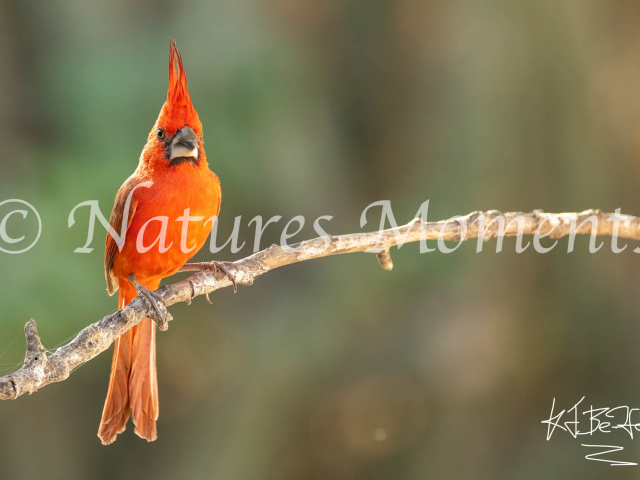 Vermillion Cardinal, La Guajira