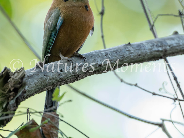 Whooping Motmot, Tayrona NP 