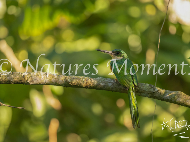 Rufous-tailed Jacamar (Landscape), Tayrona NP