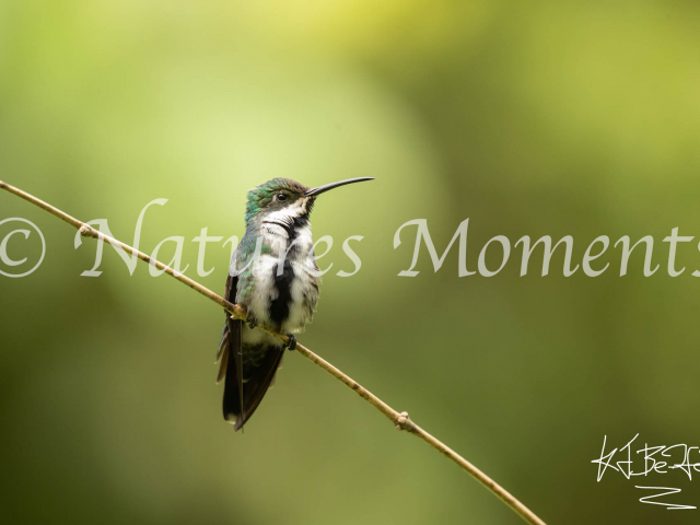 Black-throated Mango, Tatama NP