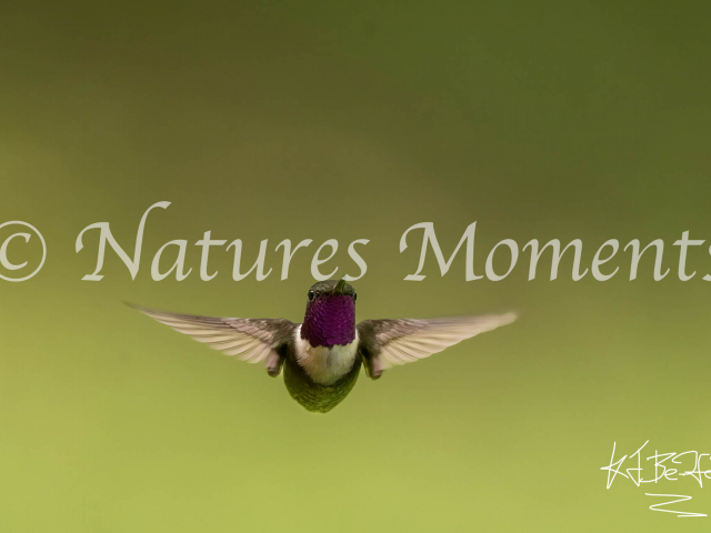 Purple-throated Woodstar, In Flight