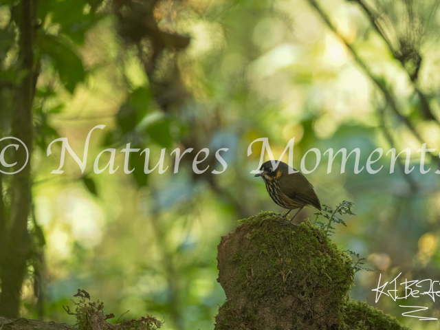 Crescent-faced Antpitta, Beautiful Light