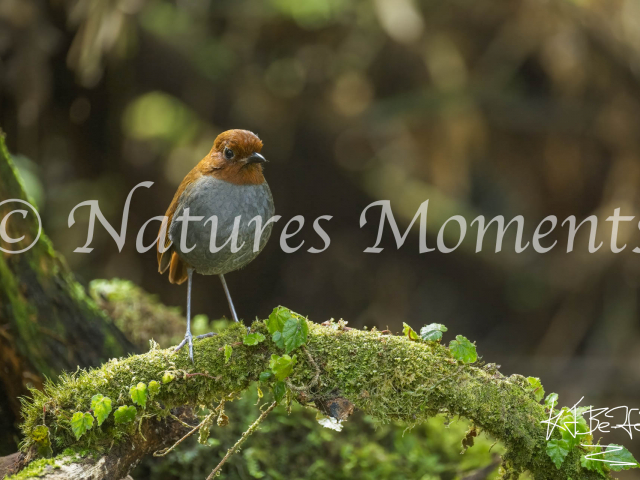 Bicolor Antpitta, El Color de mi Reves