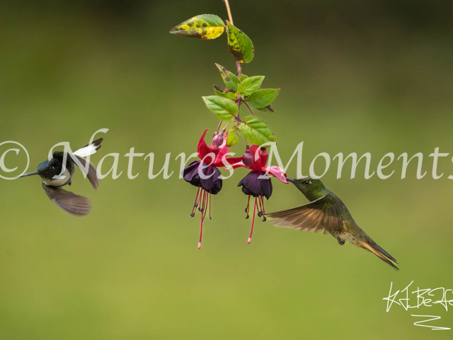 Hummingbird, Feeding Station