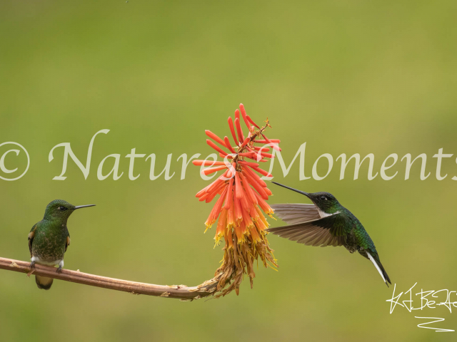Buff-tailed Coronet &amp; Collared Inca, El Color de mi Reves