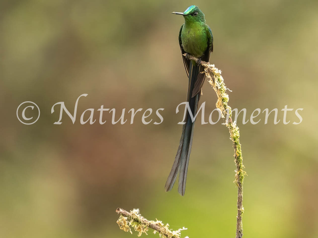 Long-tailed Sylph, El Color de mi Reves