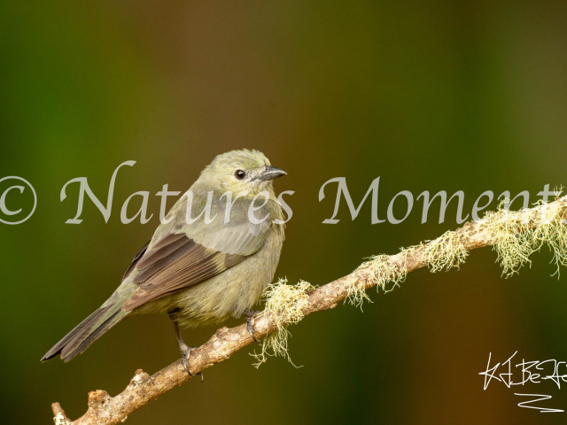 Palm Tanager, Araucana Lodge