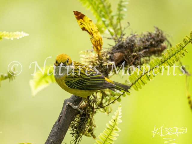 Silver-throated Tanager, Dona Dora
