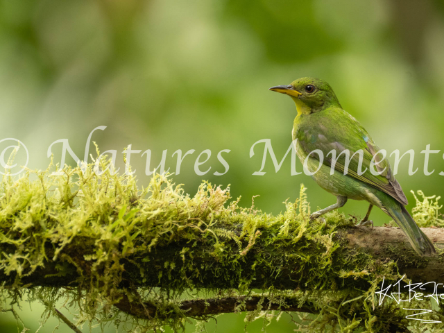 Green Honeycreeper, Dona Dora