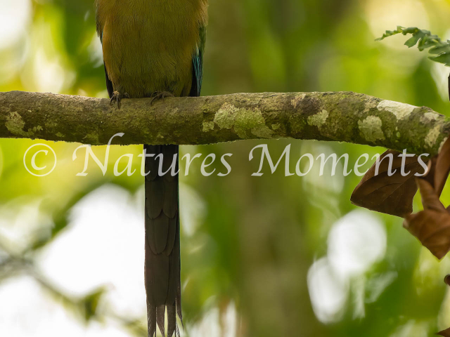 Andean Motmot, San Felipe Birding 