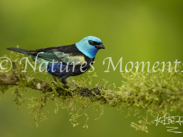 Blue-necked Tanager, San Felipe Birding